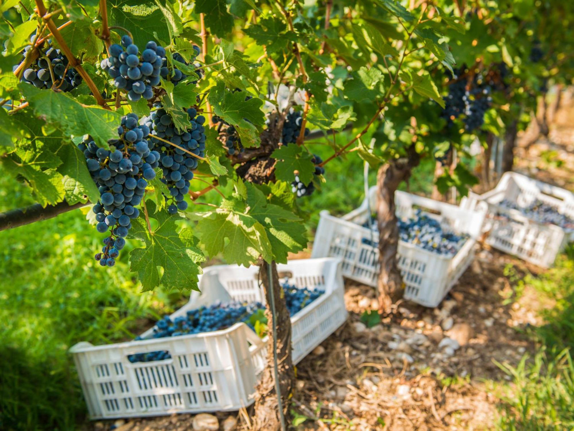 Tenuta La Presa Caprino Veronese Kültér fotó