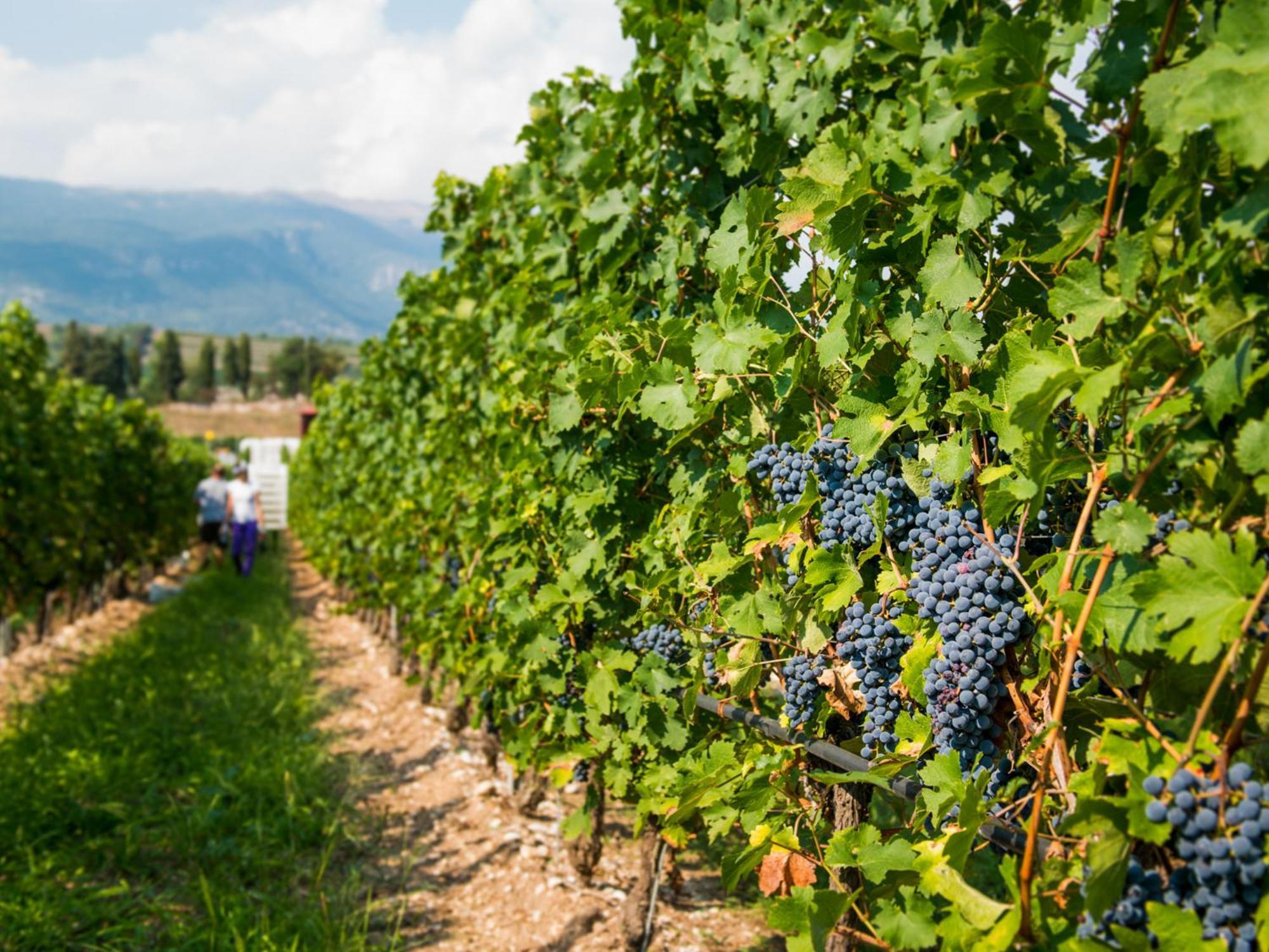 Tenuta La Presa Caprino Veronese Kültér fotó